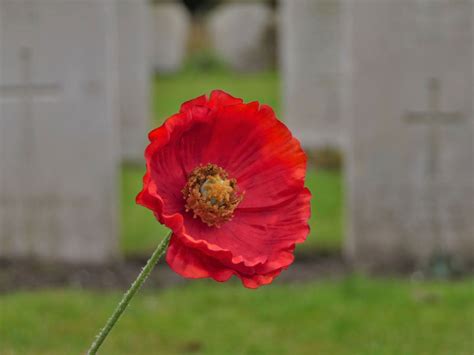 poppy Search